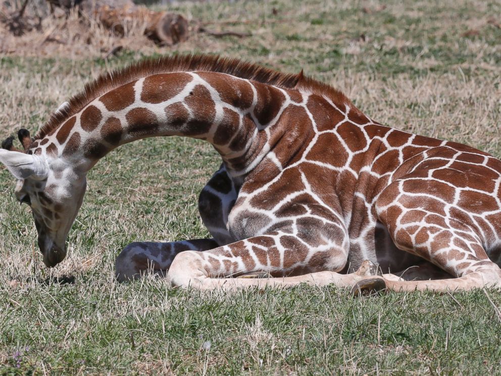 PHOTO: Six-month-old Kyah, a giraffe at the Oklahoma City Zoo, sits on the ground as she grazes at the zoo in Oklahoma City, April 4, 2014.