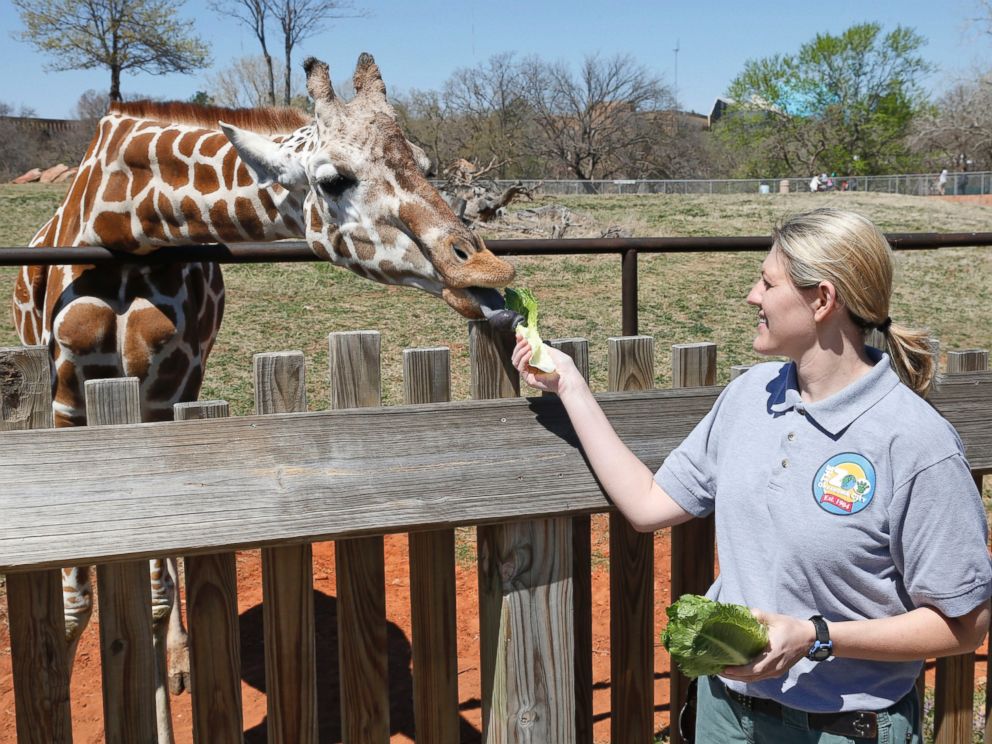 PHOTO: Dr. Gretchen Cole, associate veterinarian at the Oklahoma City Zoo, feeds Ellie, a giraffe at the zoo, in Oklahoma City, April 4, 2014.