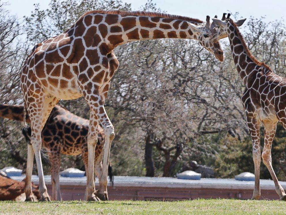 PHOTO: Six-month-old Kyah, a giraffe at the Oklahoma City Zoo, stands next to her mother, Ellie, at the zoo in Oklahoma City, April 4, 2014.