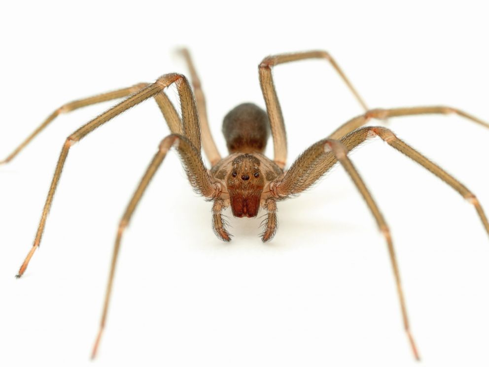 White-tailed spiders | Spiders | Landcare Research