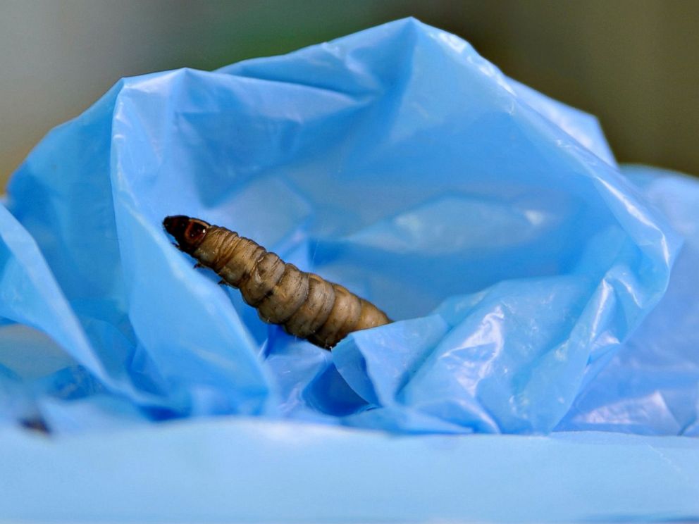 Một bức ảnh được công bố bởi Hội đồng Nghiên cứu Quốc gia Tây Ban Nha (CSIC) với hình ảnh một con sâu bướm, thường được nuôi để làm mồi câu cá, đang ngấu nghiến một chiếc túi ni lông trong một thí nghiệm khoa học, 17 tháng 4 năm 2017, tại Santander, Tây Ban Nha.