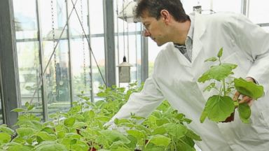 PHOTO: Dr. Frank Thieme, Manager of Deveopment at Icon Genetics, picks out samples of the nicotiana benthamiana plant.