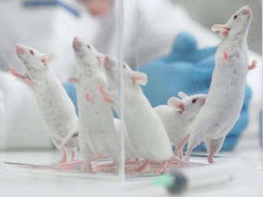 Another Anti-Aging Treatment... For Mice