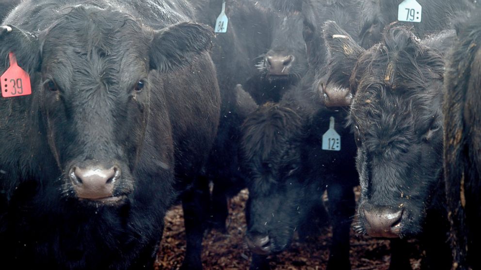 PHOTO: Black Angus cattle stand outside in a pen before being auctioned off at the Muskingum County Livestock Co. in Zanesville, Ohio, Nov. 27, 2013.