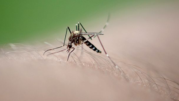 GTY mosquito west nile virus jef 130726 16x9 608 West Nile Virus Kills 3, Sickens 31