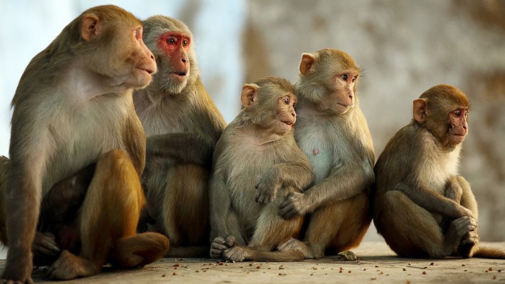 dangerous-bacteria-mysteriously-escapes-from-louisiana-monkey-lab-abc