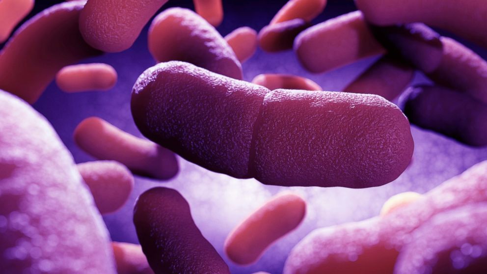 PHOTO: Yersinia pestis, the bacterium that causes plague, is seen in this undated stock image.
