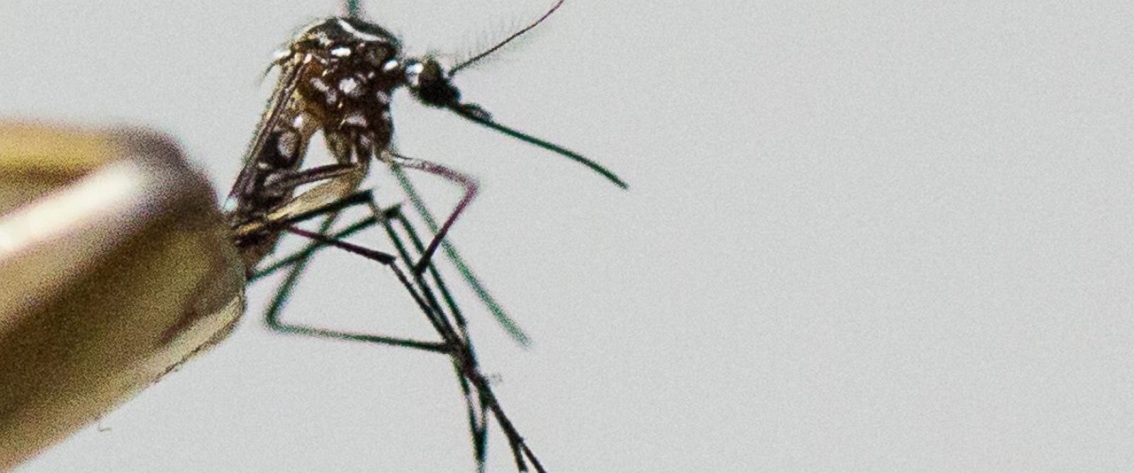 PHOTO: Aedes aegypti mosquito, the species which transmits the dengue virus, chikungunya fever and zika is photographed on March 4, 2016 in Sao Paulo, Brazil.