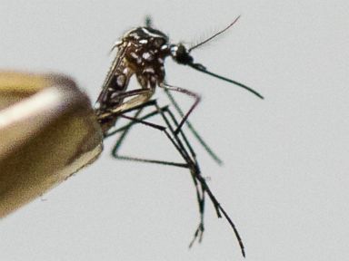 Florida Investigates Possible First US Case of Local Zika Transmission