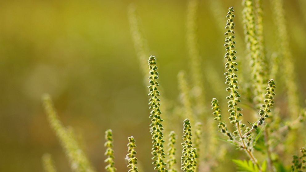 Fight Back This Fall Against Ragweed Allergies ABC News