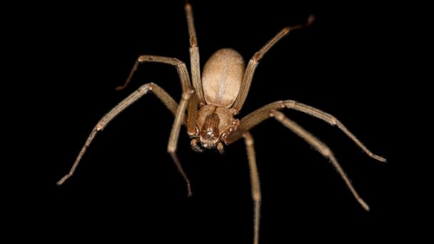 HT brown recluse spider tk 140228 16x9 608 Fla. Man Dies From Brown Recluse Spider Bite