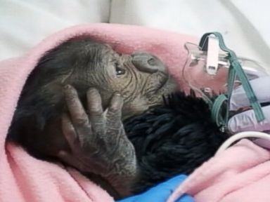 Baby Gorilla Delivered Via Rare C-Section