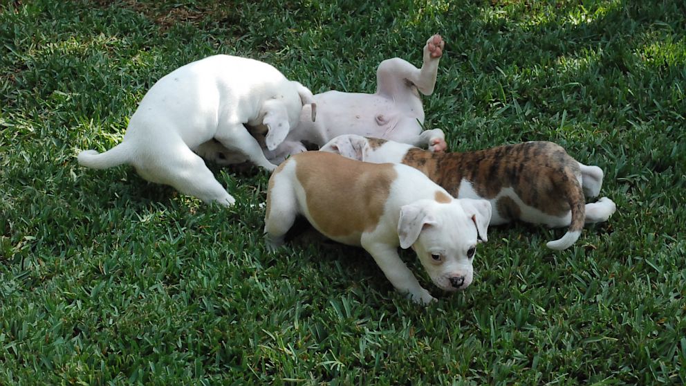 PHOTO: six puppies who were kidnapped