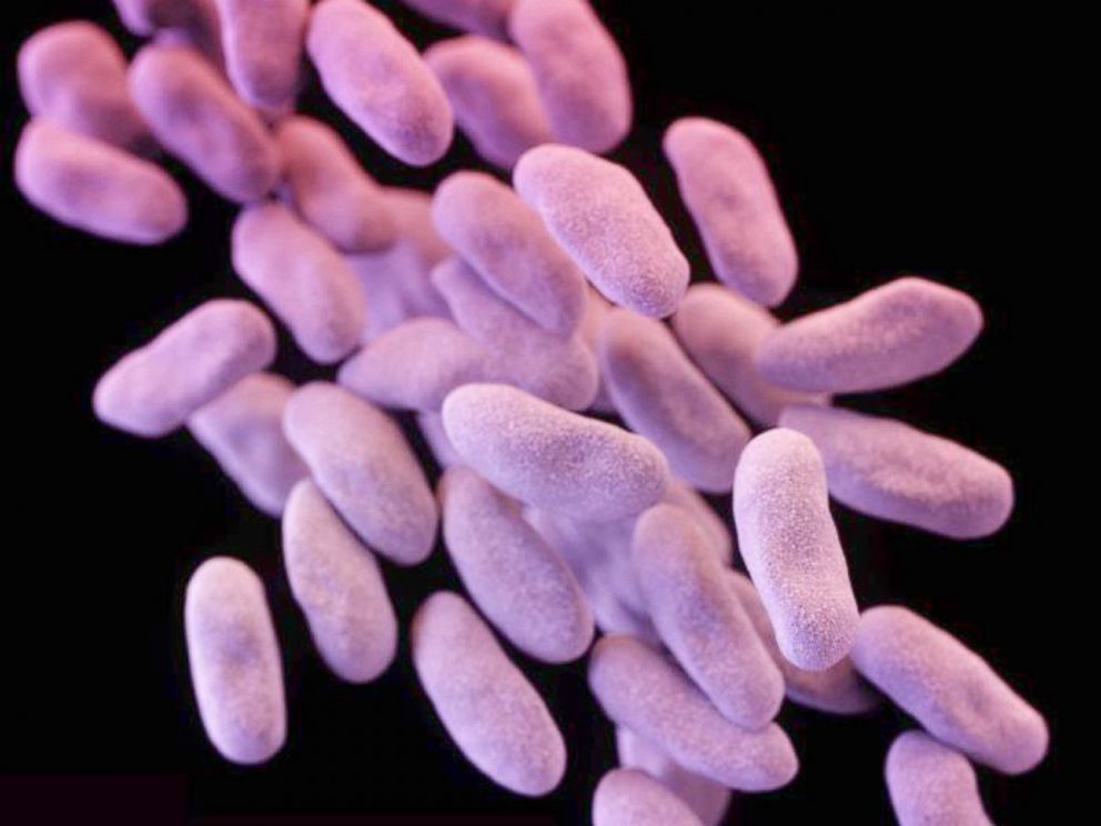 PHOTO: Carbapenem-resistant Enterobacteriaceae (CRE) bacteria is pictured in this medical illustration provided by the Centre of Disease Control and Prevention (CDC).