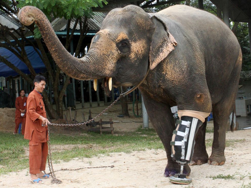 PHOTO:  Motala, a 50-year-old elephant in Thailand who lost her left front leg after stepping on a land mine a few years ago, received a new leg.