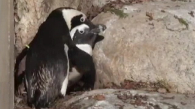 VIDEO: Zookeepers break endangered species apart to breed with females.