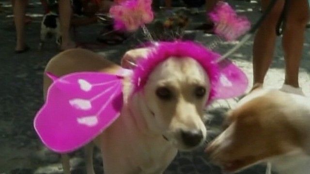 VIDEO: Veterinarian Marty Becker suggests ways to make the holiday less hazardous.
