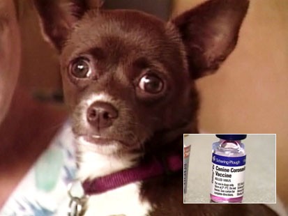 parvo