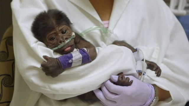 Female gorilla born by C-section at the San Diego Zoo is under 24-hour care.