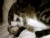 Video: Family pet dies from the swine flu virus.