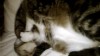 Video: Family pet dies from the swine flu virus.