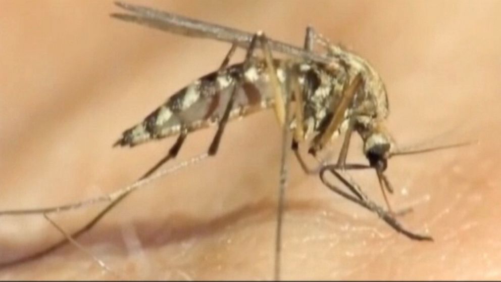 Mosquito-borne virus spreading in the Caribbean may have landed in Tennessee, according to health officials.