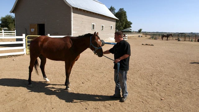 PHOTO: Horses are being used in an unconventional form of couples counseling at a Colorado ranch.