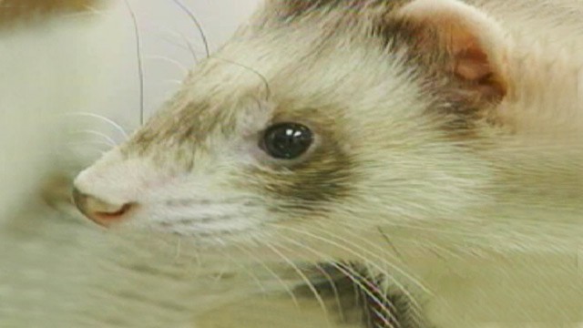 PHOTO: ferret
