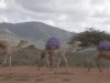 VIDEO: Camels carry medical supplies across the harsh terrain where roads don't exist.