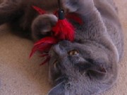 H1N1 Spreads to Pets