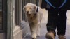 VIDEO: New cancer treatment for dogs