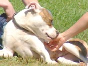 VIDEO: Does Your Dog Have OCD? 