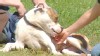 VIDEO: Does Your Dog Have OCD? 
