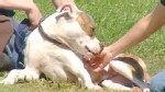 VIDEO: Does Your Dog Have OCD? 