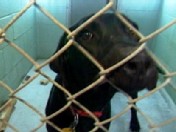 VIDEO: Keeping pets happy at kennels