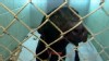 VIDEO: Keeping pets happy at kennels