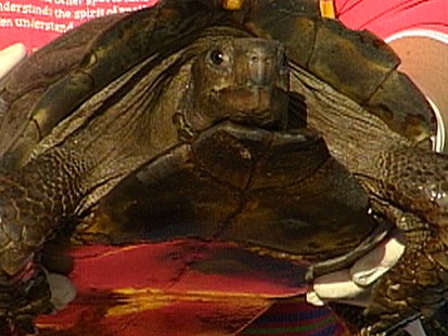 VIDEO: Salmonella Linked to Pet Turtles