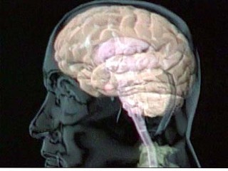 brain