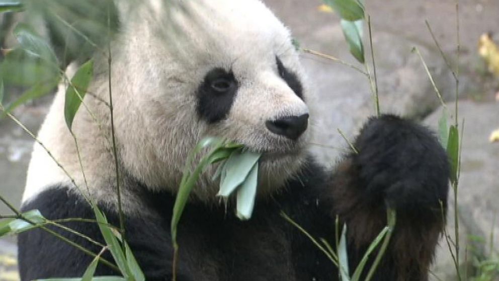 Gao Gao is on the mend after undergoing surgery at the San Diego Zoo to remove a testicular tumor.
