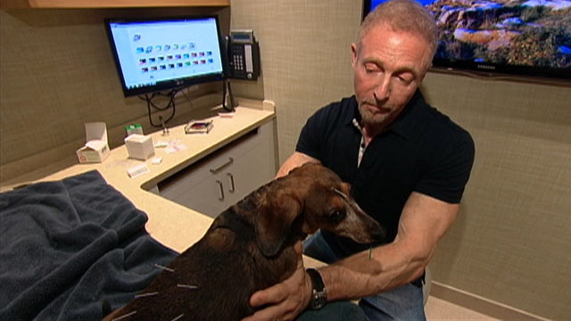 PHOTO: Dog owner Mark Rindler swears that acupuncture made all the difference for his dachshund, Delilah.