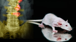 Rat Study Shows Promise in Eventual Paralysis Treatment
