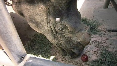 PHOTO: Rhonda the Rhino at the Los Angeles zoo underwent surgery for skin cancer on her horn.