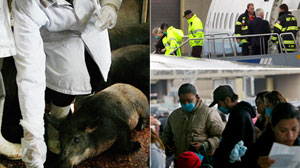 Swine Flu Follies