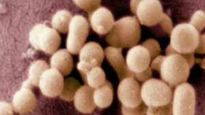 Scientists Create First Synthetic Cells