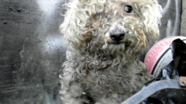 VIDEO: Rescue group "Hope for Paws" raises money to restore Fionas vision.
