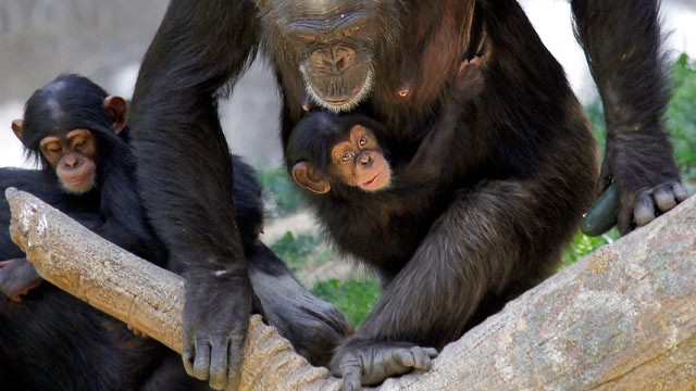 PHOTO: Chimpanzee mother, Regina carries her female baby, Zuri, May 30, 2013 at the Chimpanzees of Mahale Mountains exhibit at the Los Angeles Zoo.