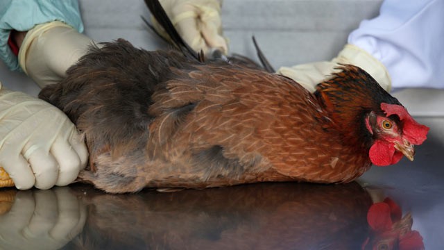 PHOTO: Health workers take a blood sample from a chicken in Hong Kong, April 11, 2013.