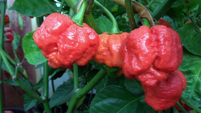 PHOTO: Worlds Hottest Pepper