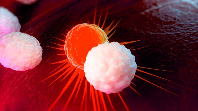 PHOTO: White blood cells attacking cancer