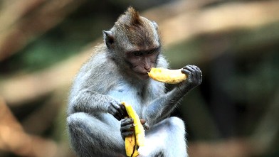 PHOTO: A Grey haired monkey eats a banana in Ubud, Bali, in this file photo.